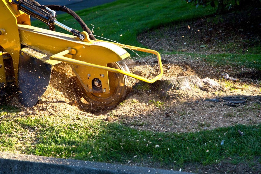Stump Removal Stump Grinding Apple Valley Tree Service